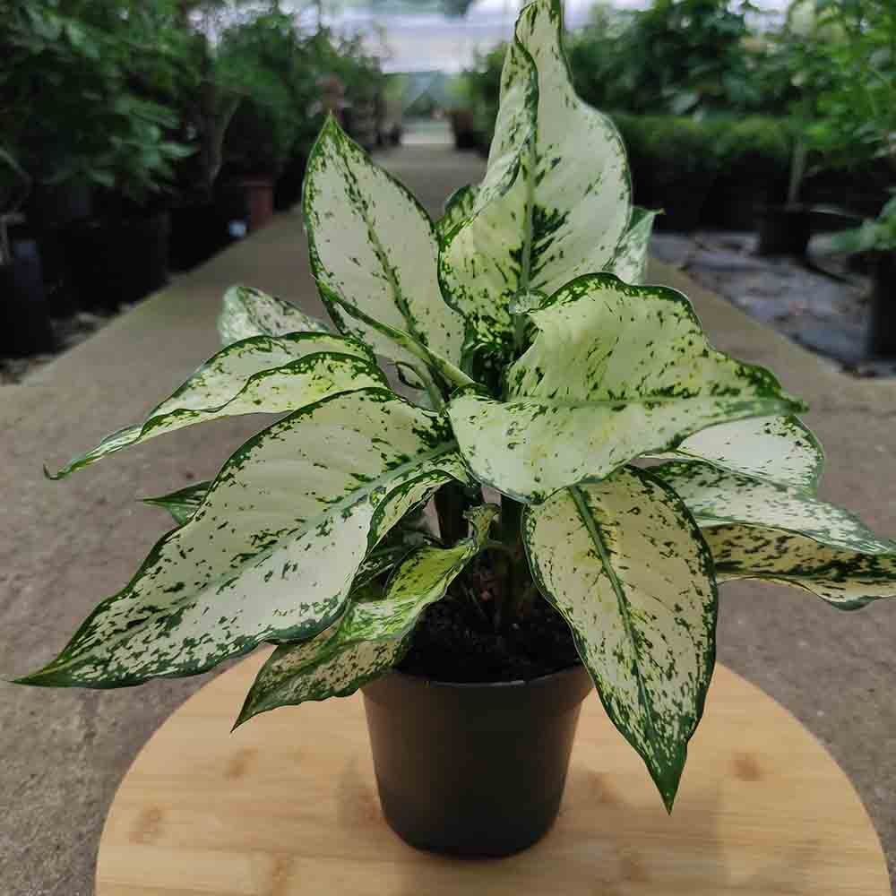 Aglaonema Kiwi - 35 cm, cu frunze albe si margini verde-lime