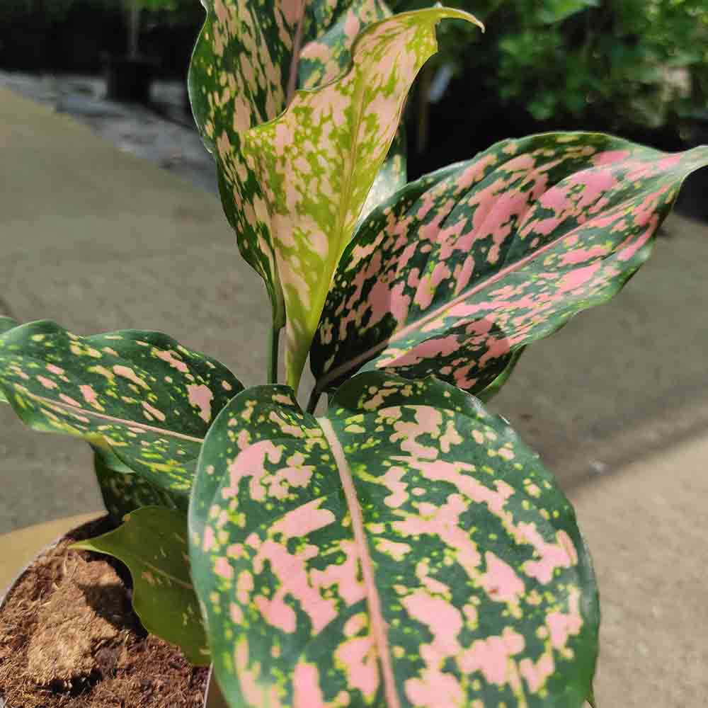 Aglaonema Pink Leopard - 30 cm, cu frunze roz si pete verzi
