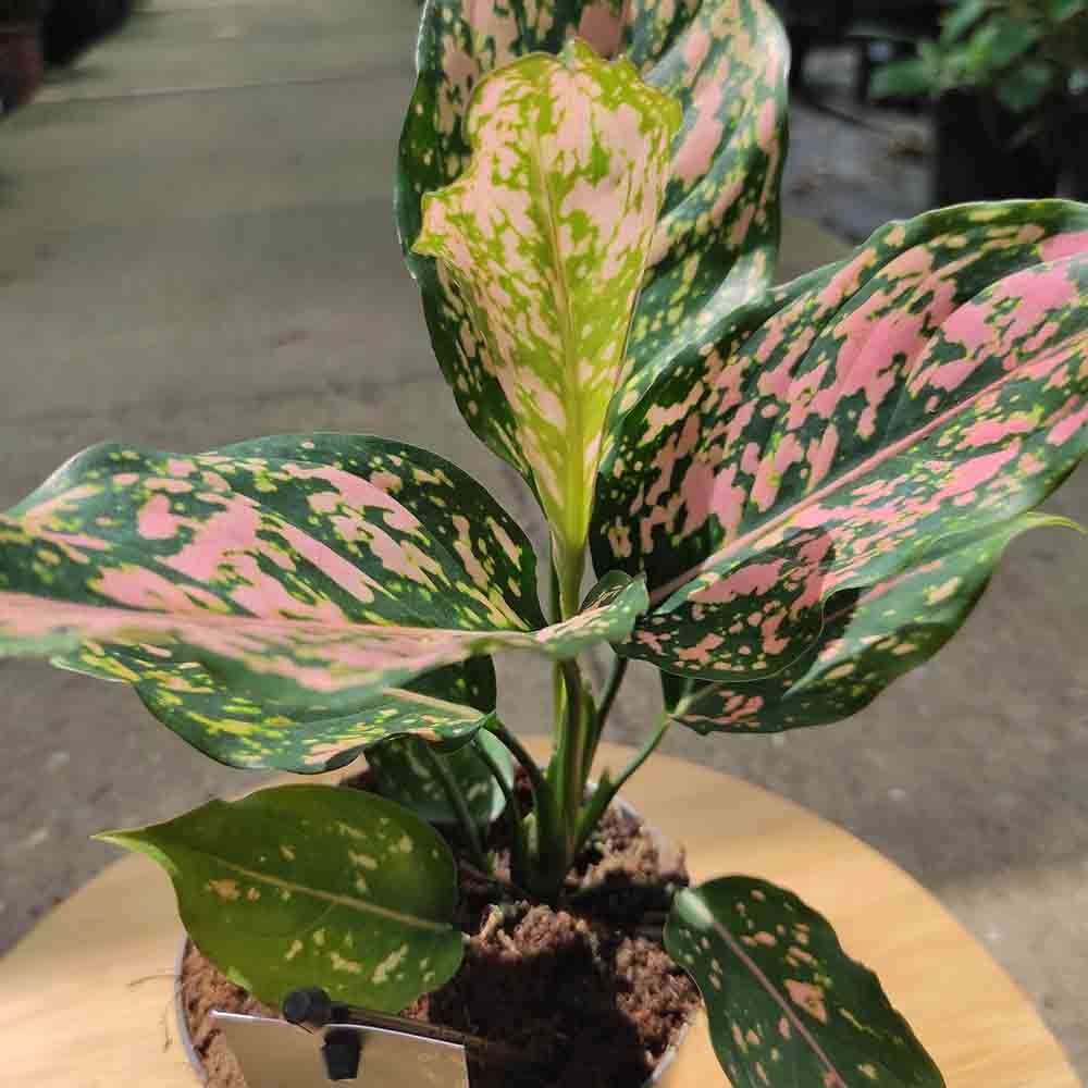 Aglaonema Pink Leopard - 30 cm, cu frunze roz si pete verzi