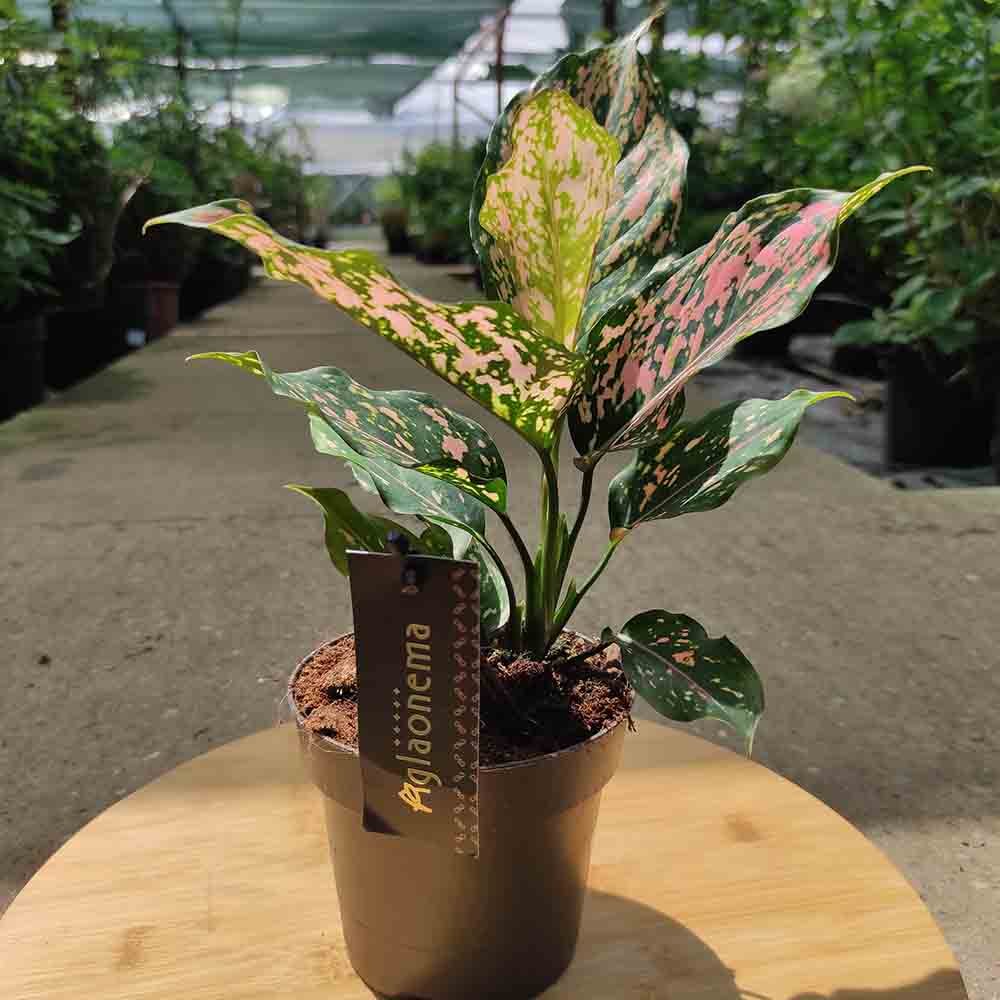 Aglaonema Pink Leopard - 30 cm, cu frunze roz si pete verzi