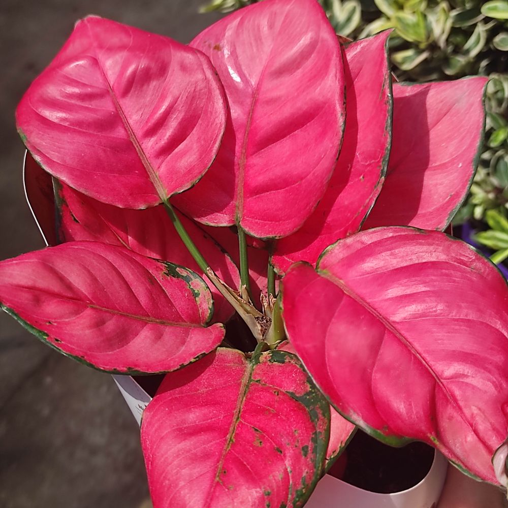 Aglaonema Pink Star - 35 cm, cu frunze roz si marginii verzi
