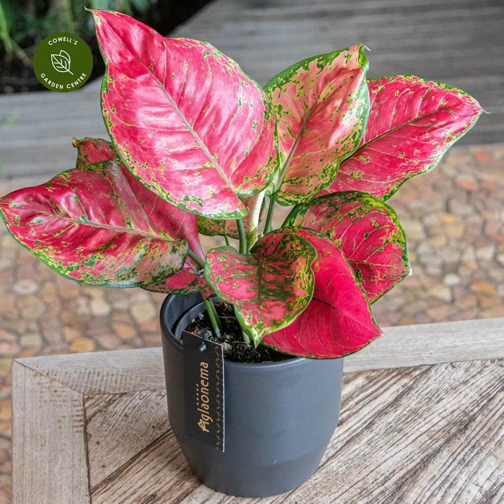 Aglaonema Red Joy - 30 cm, cu frunze rosii si marginii verzi