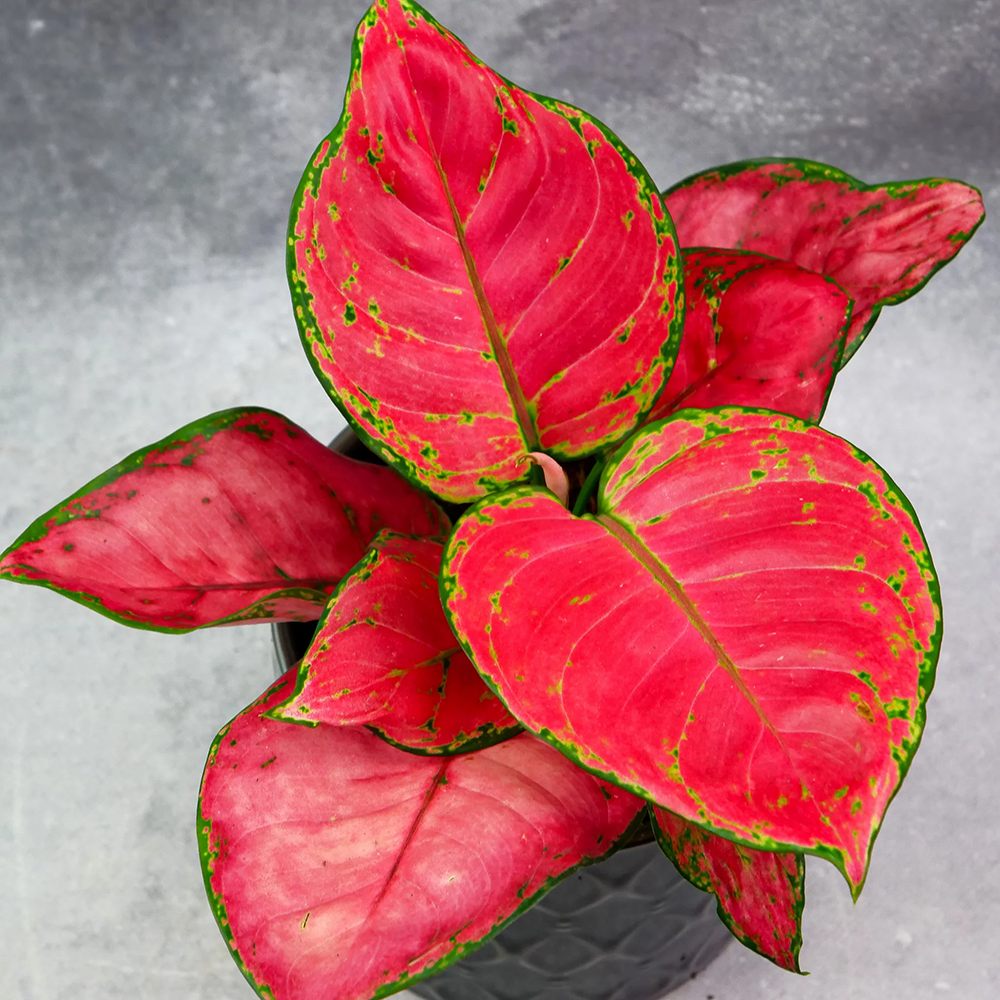 Aglaonema Red Joy - 30 cm, cu frunze rosii si marginii verzi