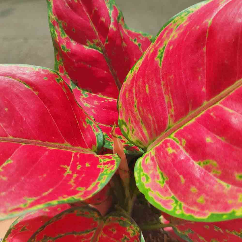 Aglaonema Red Joy - 30 cm, cu frunze rosii si marginii verzi