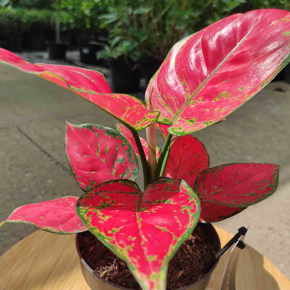 Aglaonema Red Joy - 30 cm, cu frunze rosii si marginii verzi