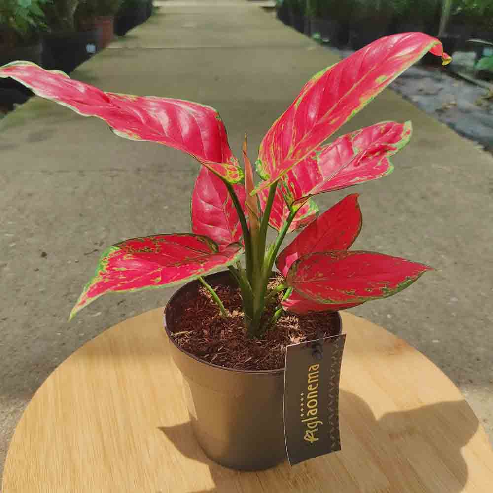 Aglaonema Red Joy - 30 cm, cu frunze rosii si marginii verzi