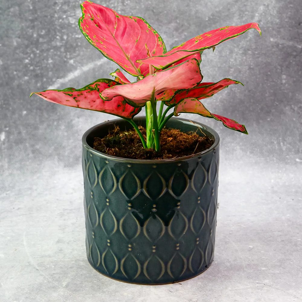 Aglaonema Red Joy - 30 cm, cu frunze rosii si marginii verzi