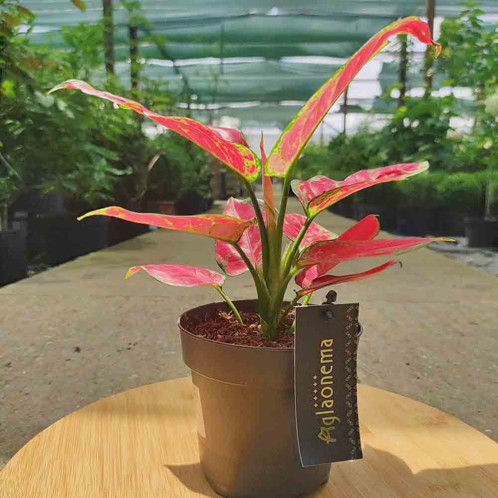 Aglaonema Red Joy - 30 cm, cu frunze rosii si marginii verzi