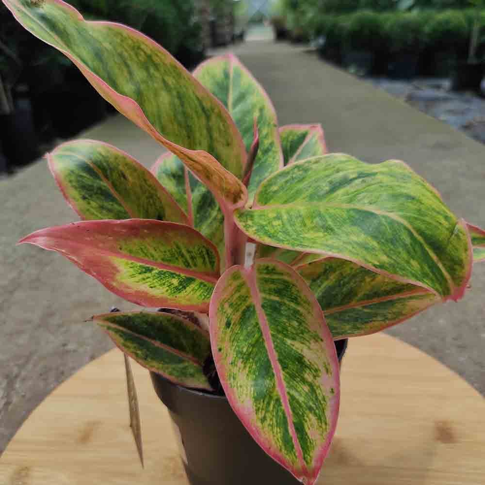 Aglaonema Salmon Fantasy - 30 cm, cu frunze verzi-somon