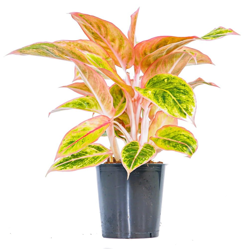 Aglaonema Salmon Fantasy - 30 cm, cu frunze verzi-somon