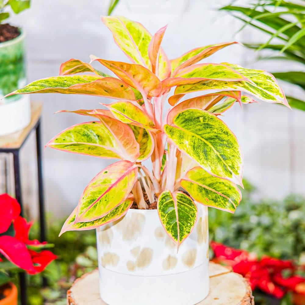 Aglaonema Salmon Fantasy - 30 cm, cu frunze verzi-somon
