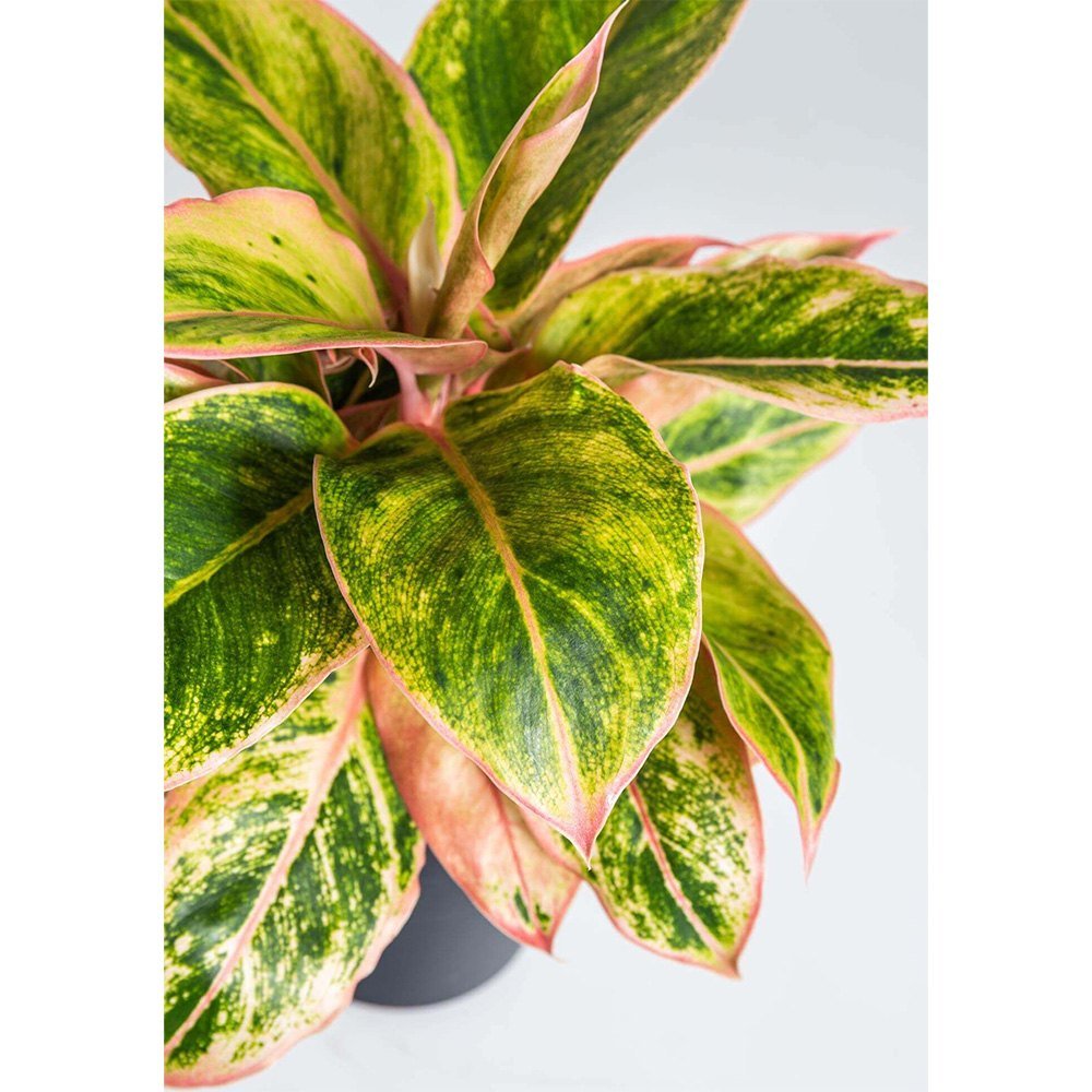 Aglaonema Salmon Fantasy - 30 cm, cu frunze verzi-somon