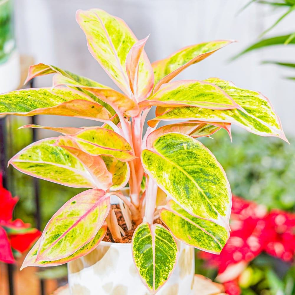 Aglaonema Salmon Fantasy - 30 cm, cu frunze verzi-somon