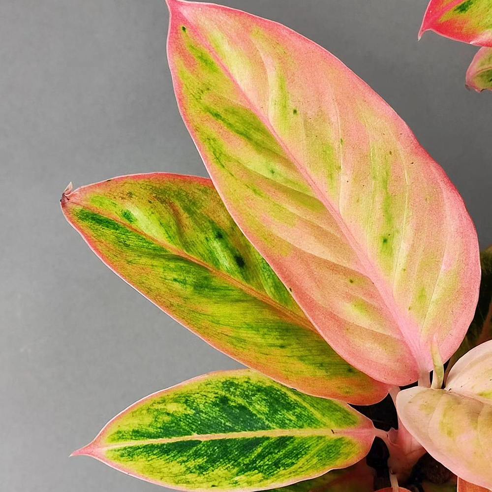 Aglaonema Salmon Fantasy - 30 cm, cu frunze verzi-somon