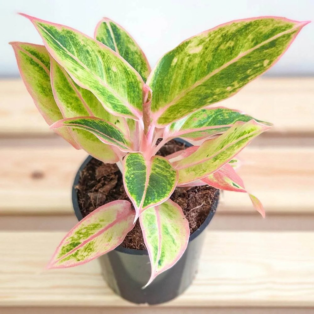 Aglaonema Salmon Fantasy - 30 cm, cu frunze verzi-somon