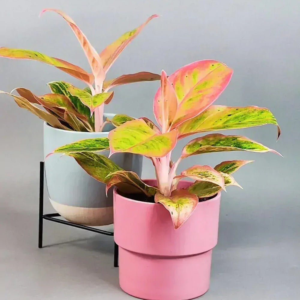 Aglaonema Salmon Fantasy - 30 cm, cu frunze verzi-somon