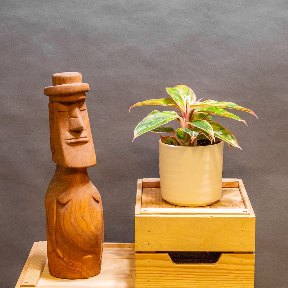 Aglaonema Salmon Fantasy - 30 cm, cu frunze verzi-somon