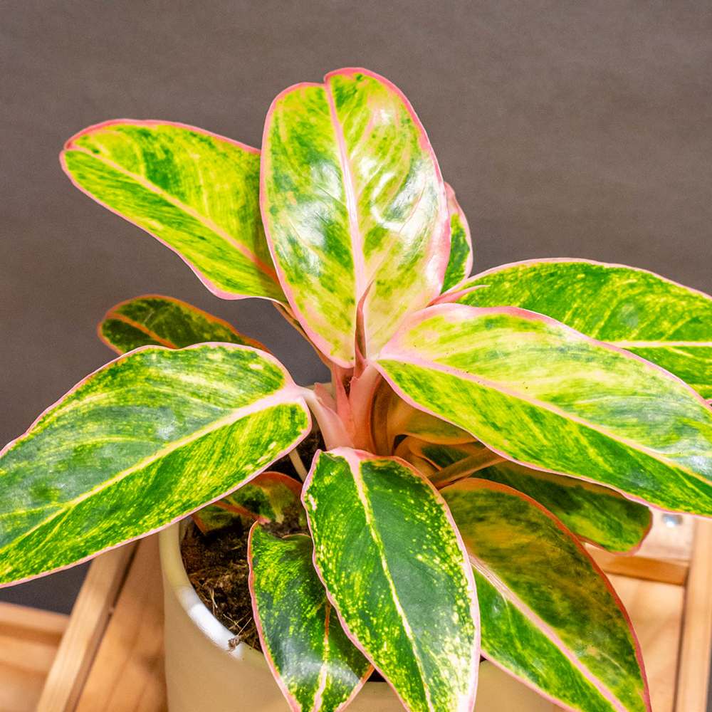 Aglaonema Salmon Fantasy - 30 cm, cu frunze verzi-somon