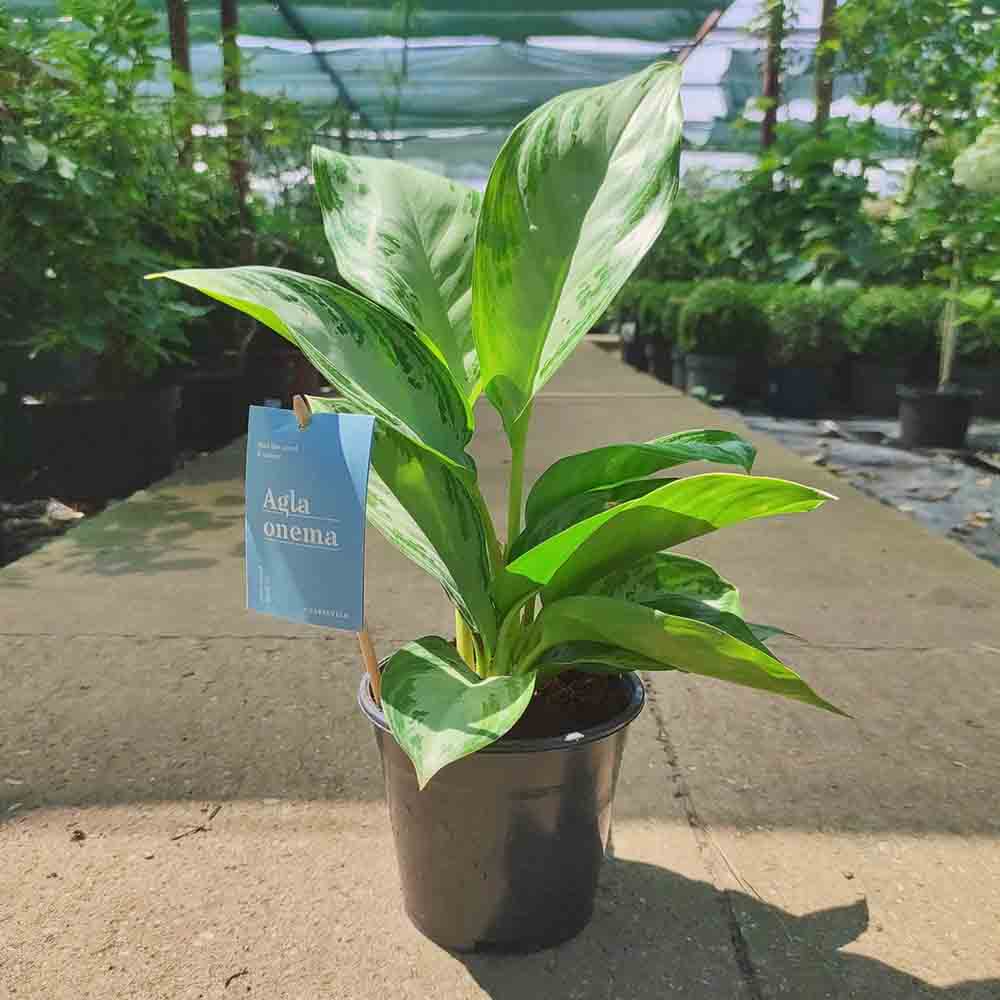 Aglaonema Silver Bay - 40 cm, cu frunze verzi striatii argintii