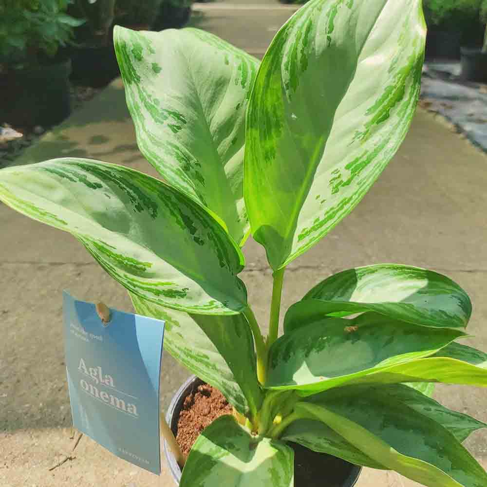 Aglaonema Silver Bay - 40 cm, cu frunze verzi striatii argintii