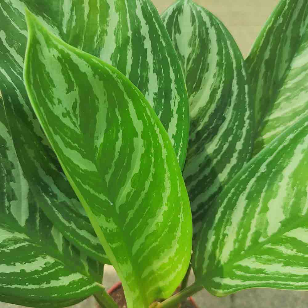 Aglaonema Stripes - 40 cm, cu frunze verzi si dungii argintii