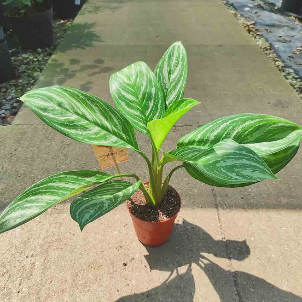 Aglaonema Stripes - 40 cm, cu frunze verzi si dungii argintii