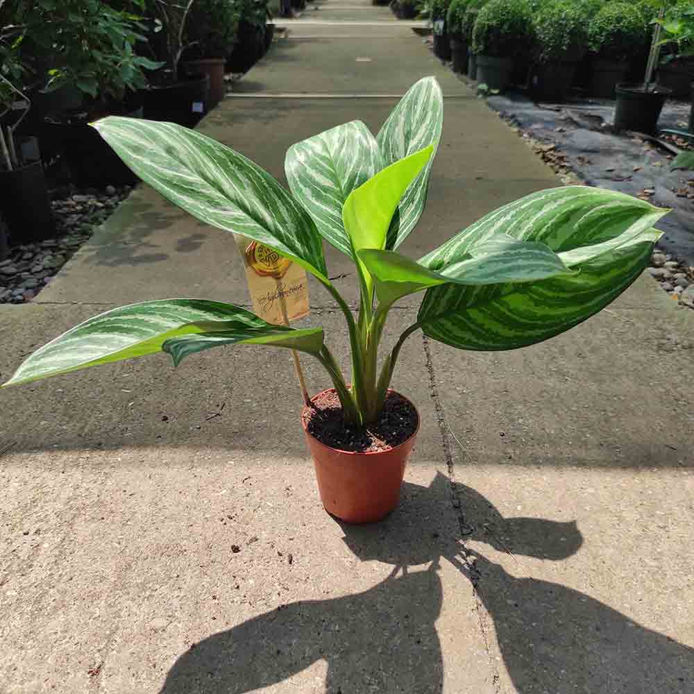 Aglaonema Stripes - 40 cm, cu frunze verzi si dungii argintii