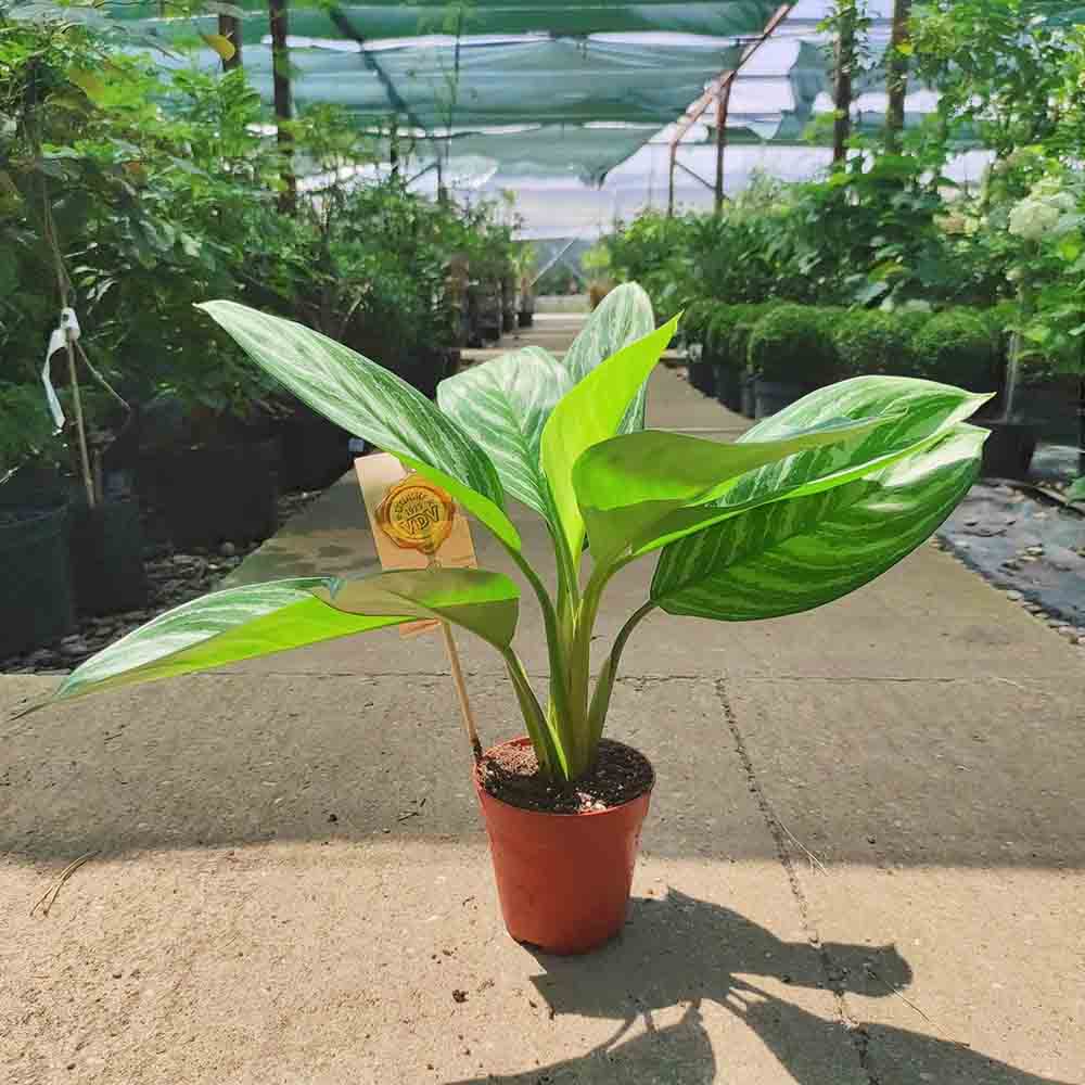 Aglaonema Stripes - 40 cm, cu frunze verzi si dungii argintii