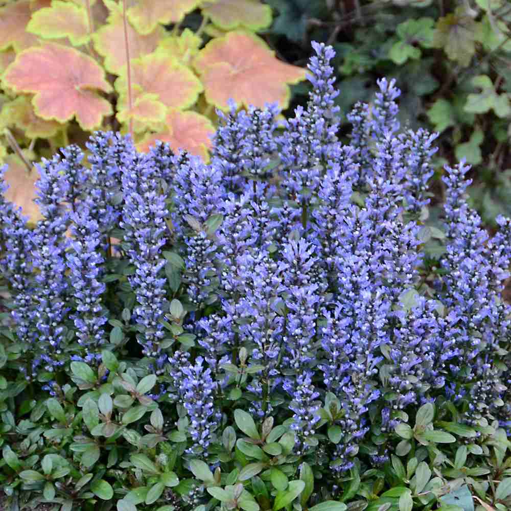 Vinetica Chocolate Chips (Ajuga reptans), planta decorativa vesnic verde cu frunzis intunecat si flori albastre