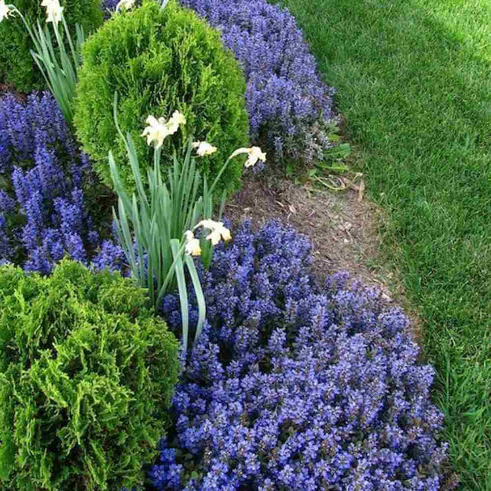 Vinetica Chocolate Chips (Ajuga reptans), planta decorativa vesnic verde cu frunzis intunecat si flori albastre