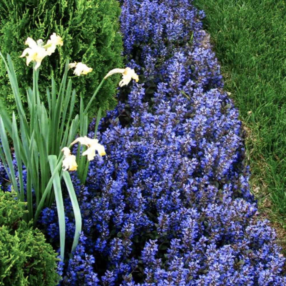 Vinetica Chocolate Chips (Ajuga reptans), planta decorativa vesnic verde cu frunzis intunecat si flori albastre