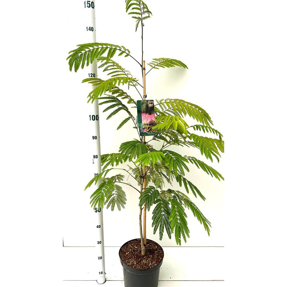 Arbore de matase Albizia Tropical Dream, flori roz, parfumate, rezistent la inghet