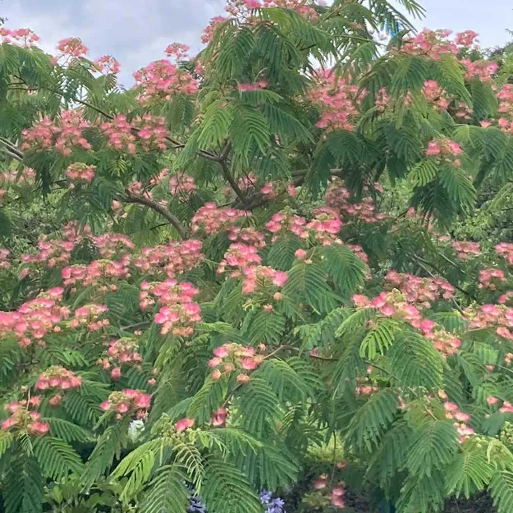 Arbore de matase Albizia Tropical Dream, flori roz, parfumate, rezistent la inghet