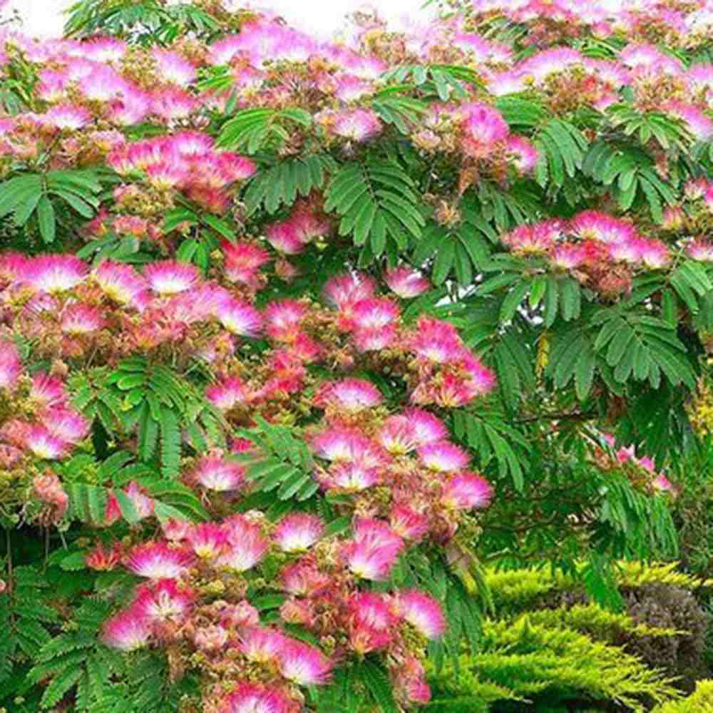 Arbore de matase Albizia Tropical Dream, flori roz, parfumate, rezistent la inghet