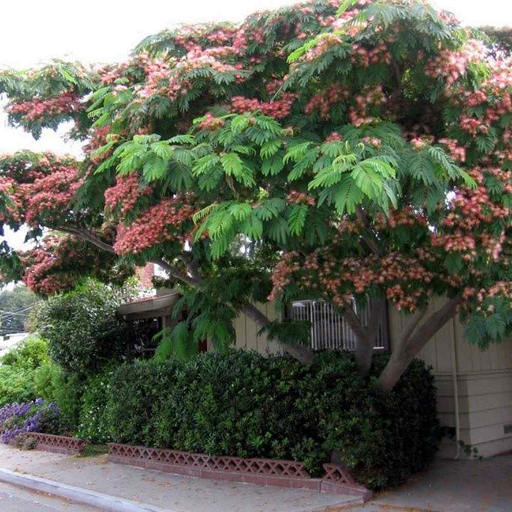 Arbore de matase Albizia Tropical Dream, flori roz, parfumate, rezistent la inghet