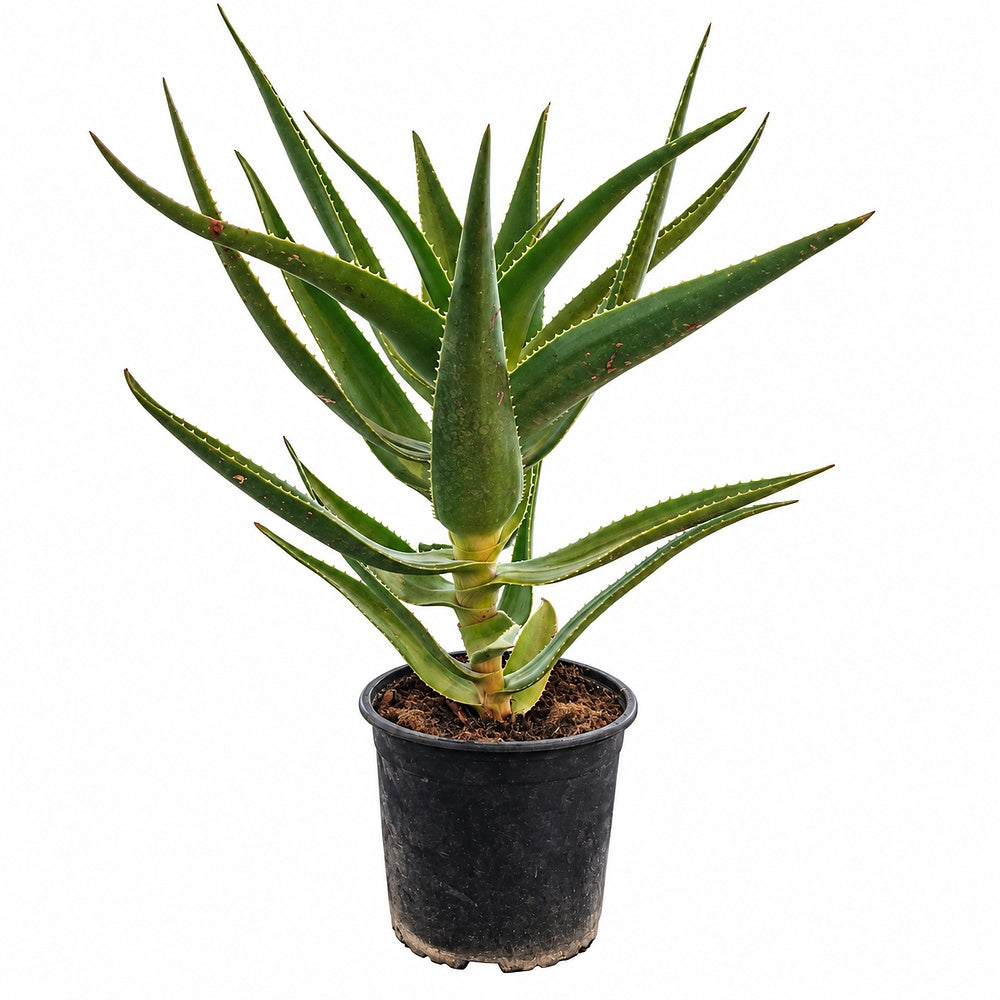 Aloe Vera planta in ghiveci, 40-50 cm, gel natural pentru piele, ingrijire si vindecare, crescut in Romania