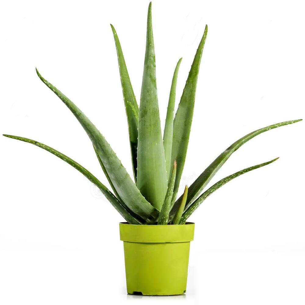 Aloe Vera Planta in Ghiveci, 15-20 cm, Gel Natural pentru Piele, Ingrijire si Vindecare