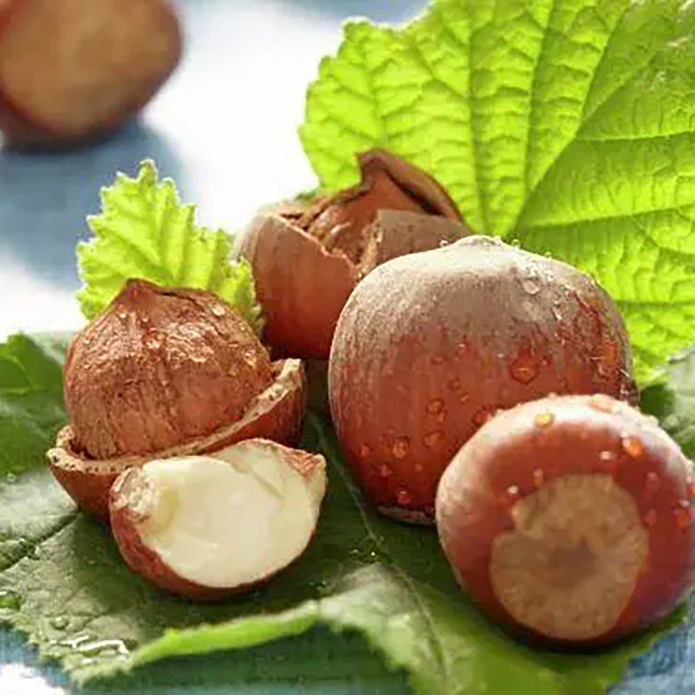 Alun Halle'sche Riesen (Corylus avellana), cu gust dulce puternic