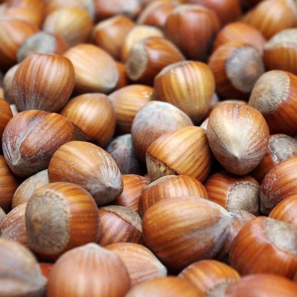 Alun Webb's Prize Cob (Corylus avellana), cu gust dulce-bogat