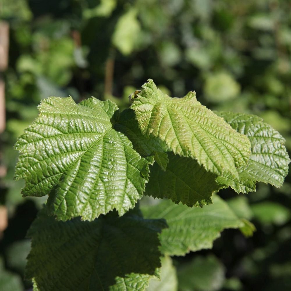Alun Webb's Prize Cob (Corylus avellana), cu gust dulce-bogat