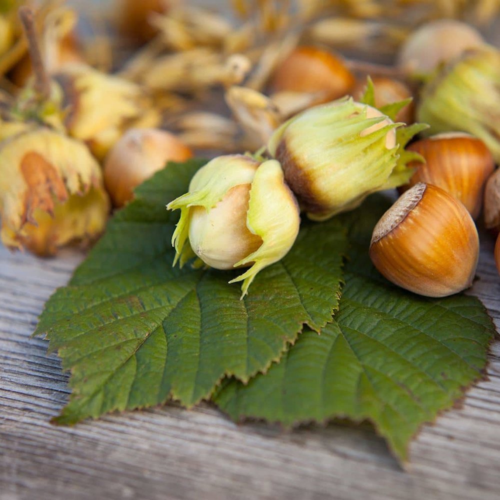 Alun Webb's Prize Cob (Corylus avellana), cu gust dulce-bogat