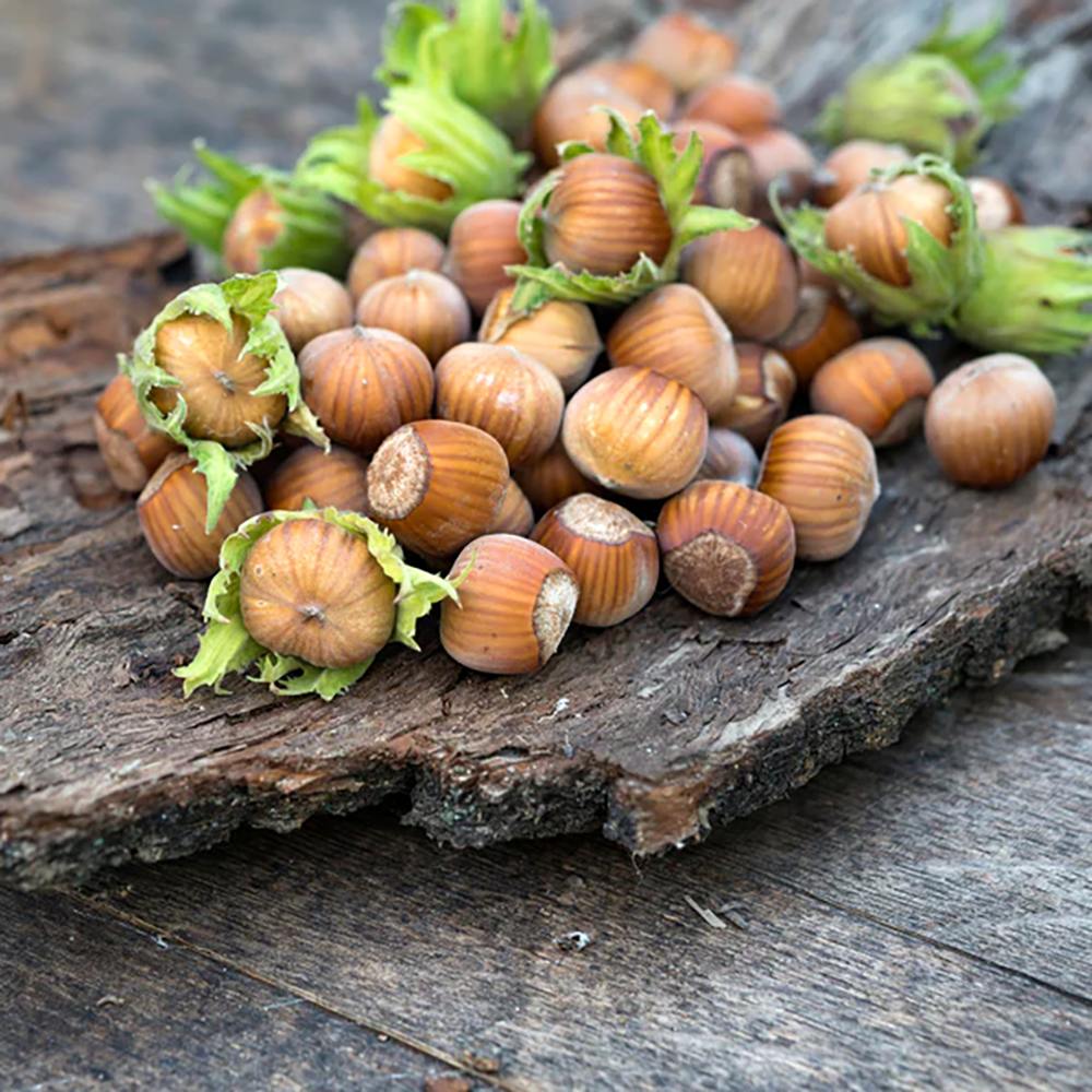 Alun Webb's Prize Cob (Corylus avellana), cu gust dulce-bogat