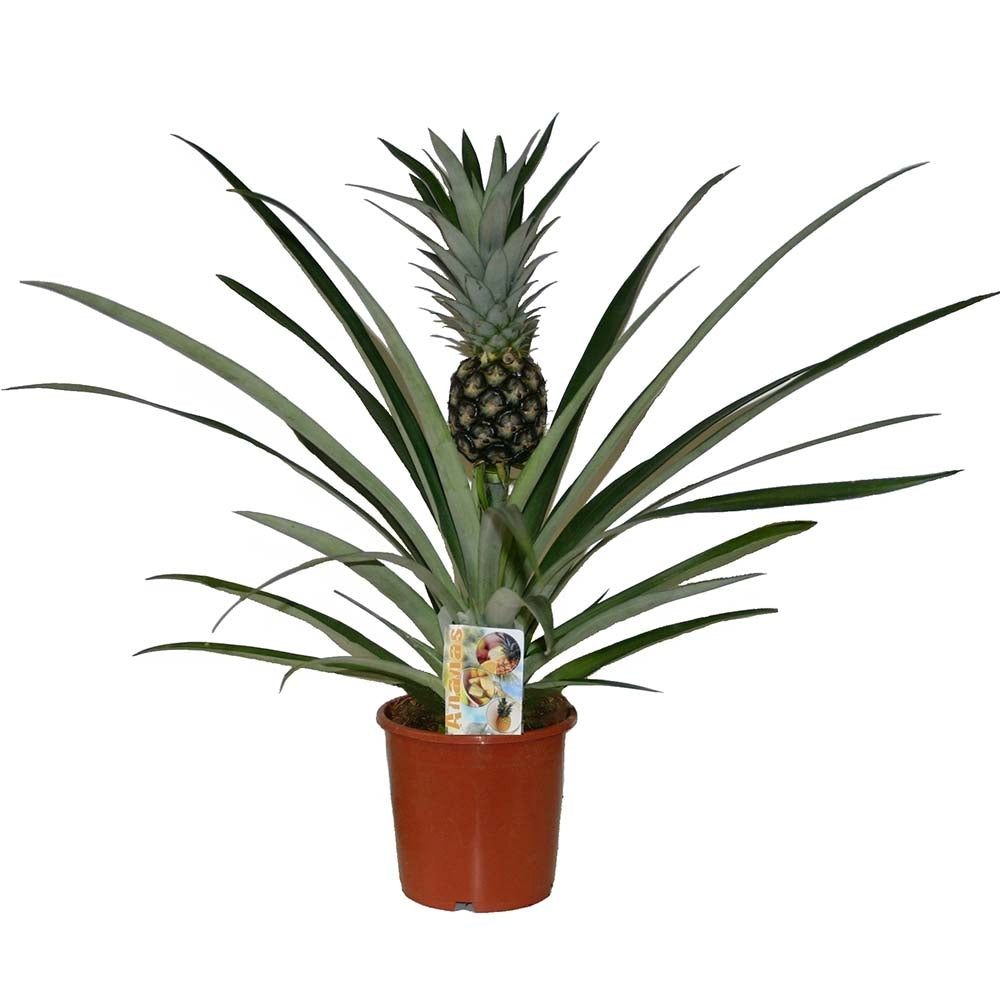 Ananas Tropical cu Fruct Champaca, planta de interior exotica cu fruct decorativ comestibil si frunze verzi lucioase - 50/60 cm