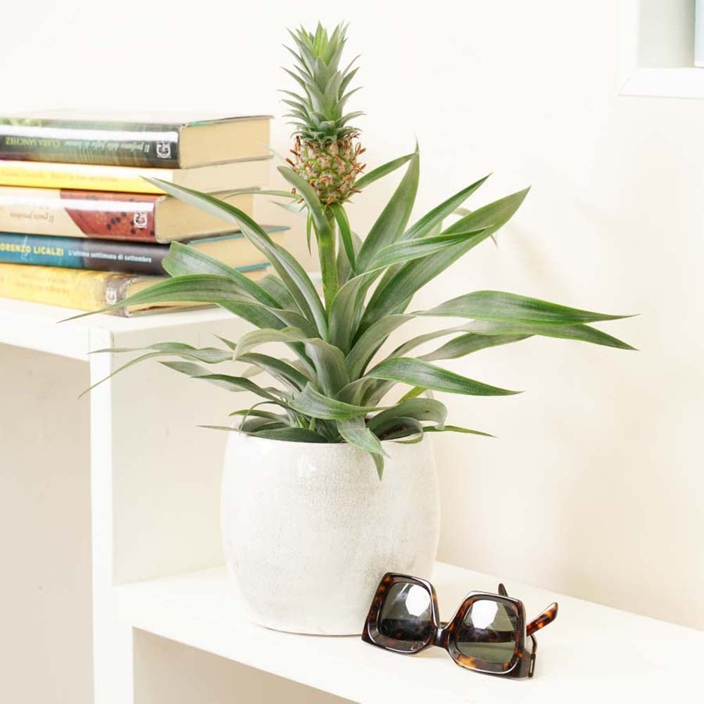 Ananas Tropical cu Fruct Champaca, planta de interior exotica cu fruct decorativ comestibil si frunze verzi lucioase - 50/60 cm