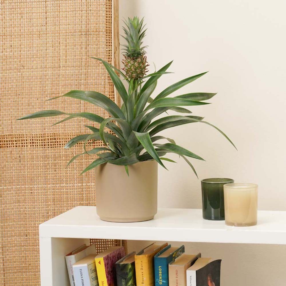 Ananas Tropical cu Fruct Champaca, planta de interior exotica cu fruct decorativ comestibil si frunze verzi lucioase - 50/60 cm