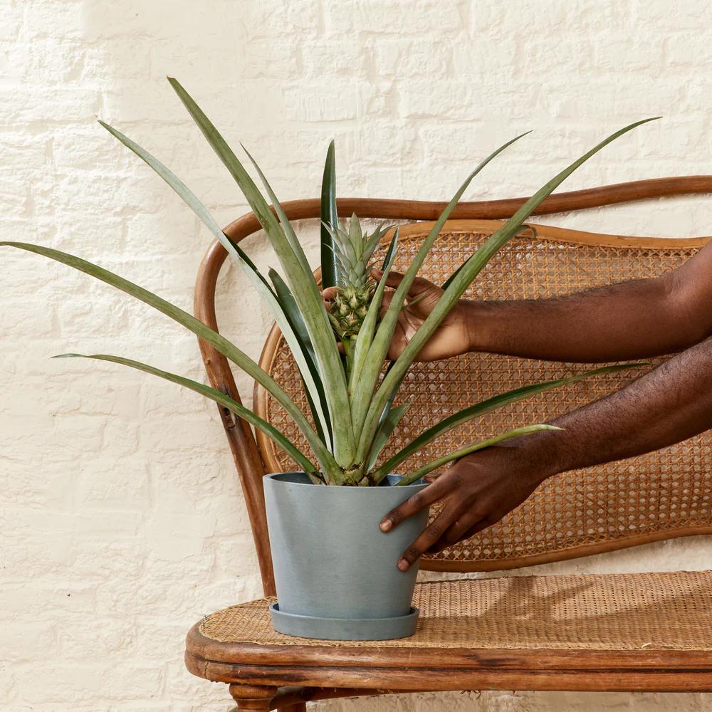 Ananas Tropical cu Fruct Champaca, planta de interior exotica cu fruct decorativ comestibil si frunze verzi lucioase - 50/60 cm