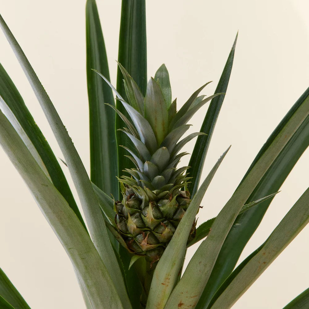 Ananas Tropical cu Fruct Champaca, planta de interior exotica cu fruct decorativ comestibil si frunze verzi lucioase - 50/60 cm