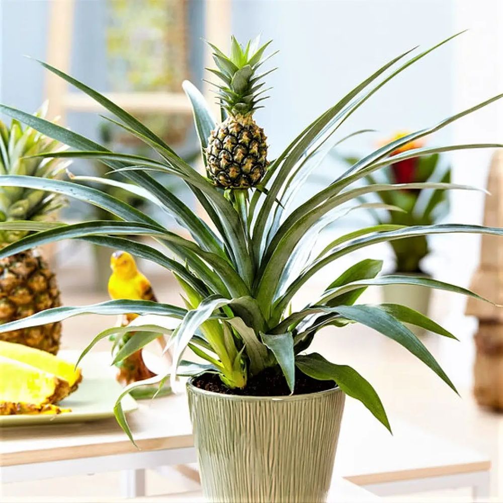 Ananas Tropical cu Fruct Champaca, planta de interior exotica cu fruct decorativ comestibil si frunze verzi lucioase - 50/60 cm