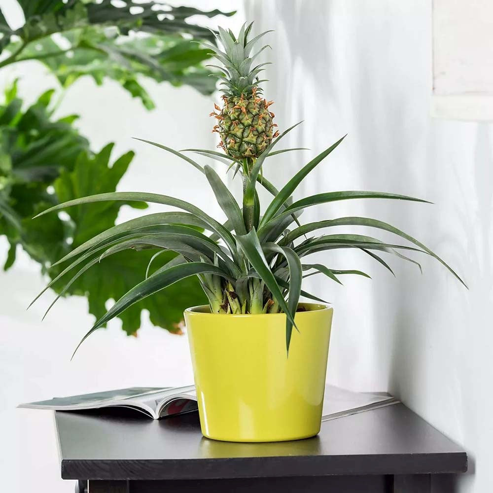 Ananas Tropical cu Fruct Champaca, planta de interior exotica cu fruct decorativ comestibil si frunze verzi lucioase - 50/60 cm