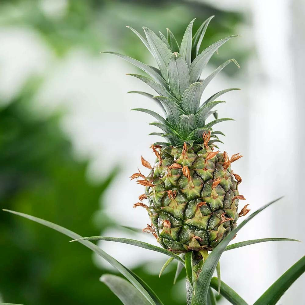 Ananas Tropical cu Fruct Champaca, planta de interior exotica cu fruct decorativ comestibil si frunze verzi lucioase - 50/60 cm